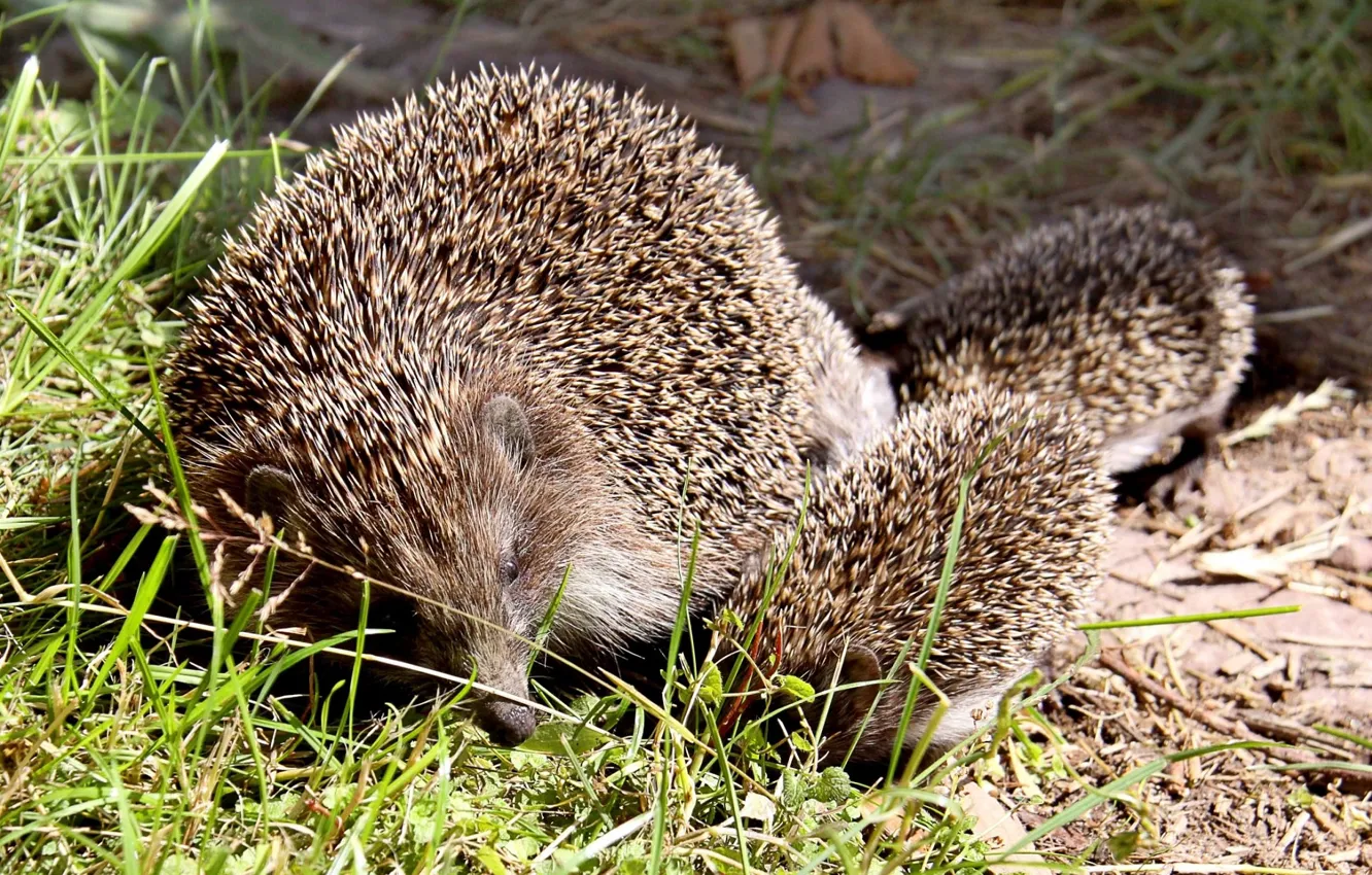 Photo wallpaper nature, Jerzy, hoglets, hedgehog