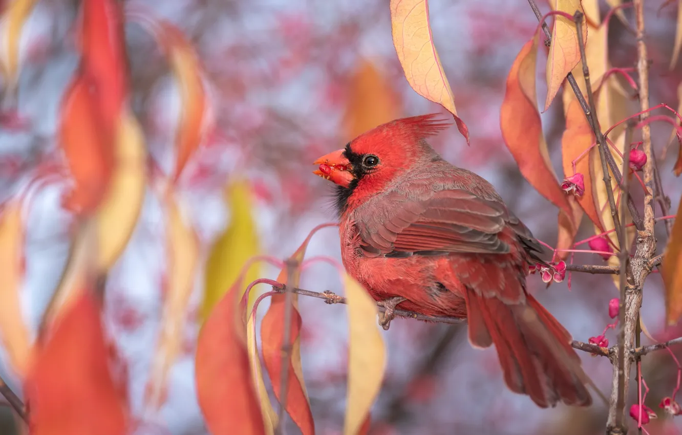Photo wallpaper autumn, leaves, branches, red, nature, background, bird, foliage