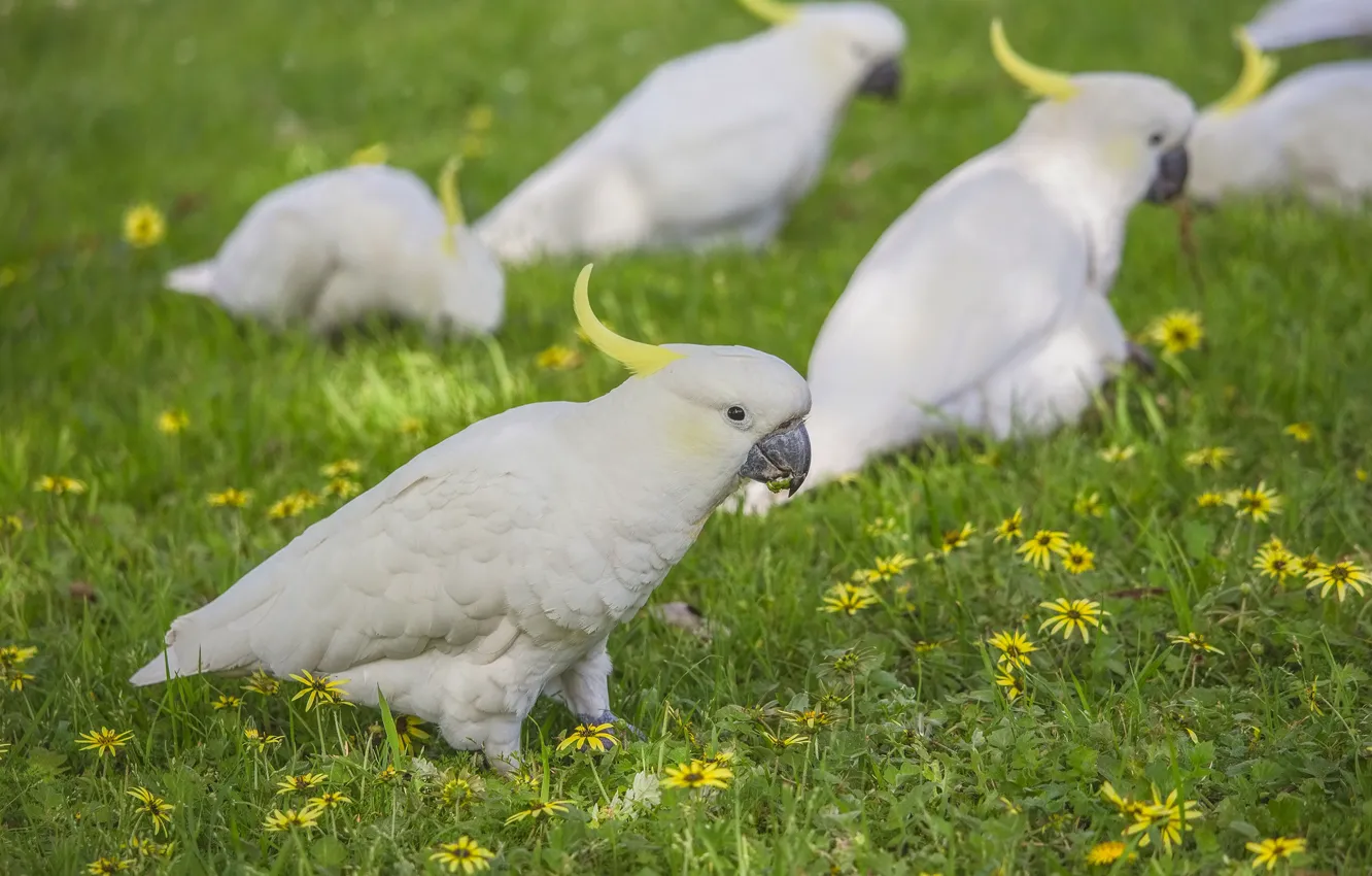 Photo wallpaper grass, bird, parrot, crest, cockatoo