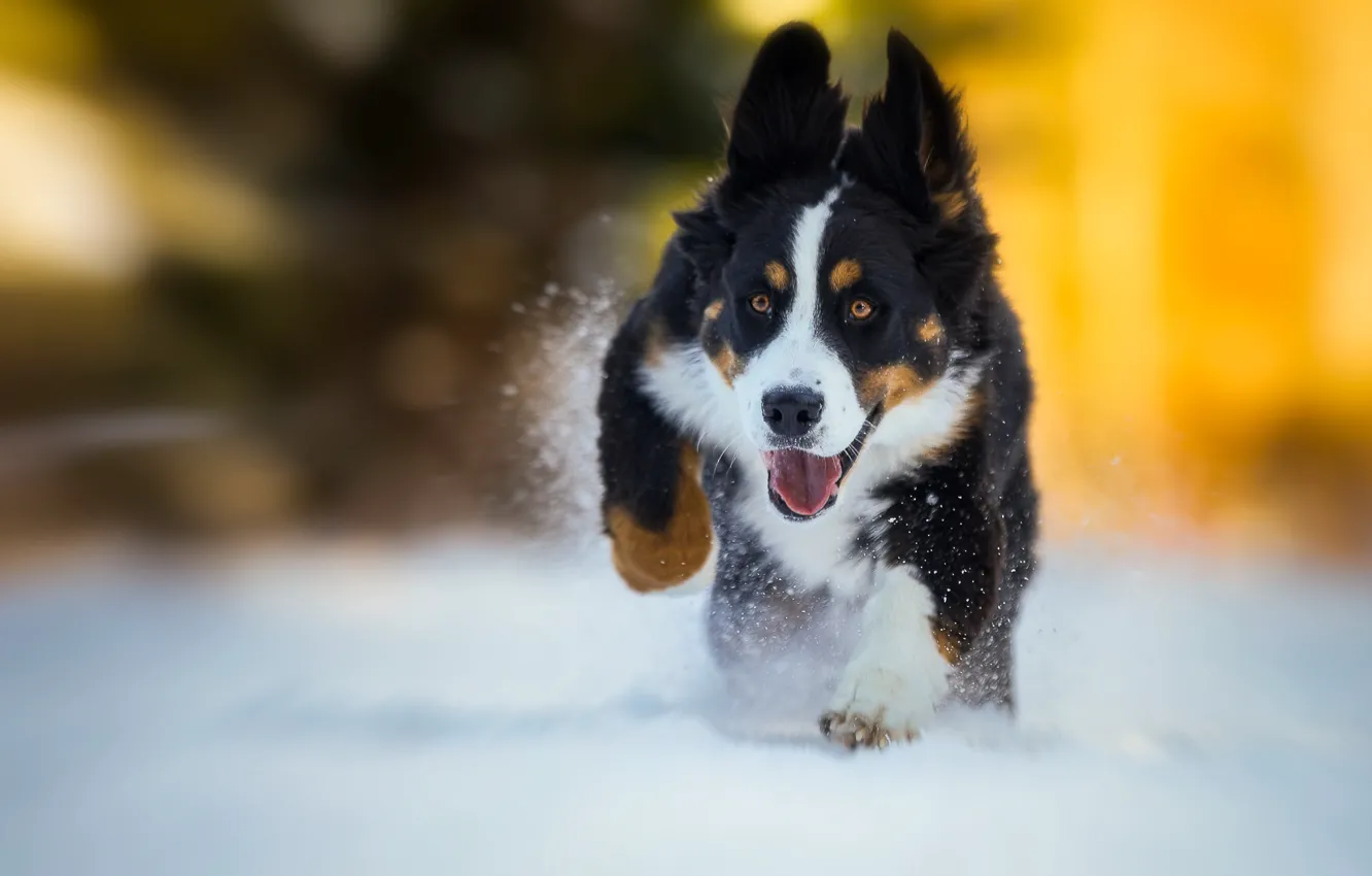 Photo wallpaper winter, snow, dog