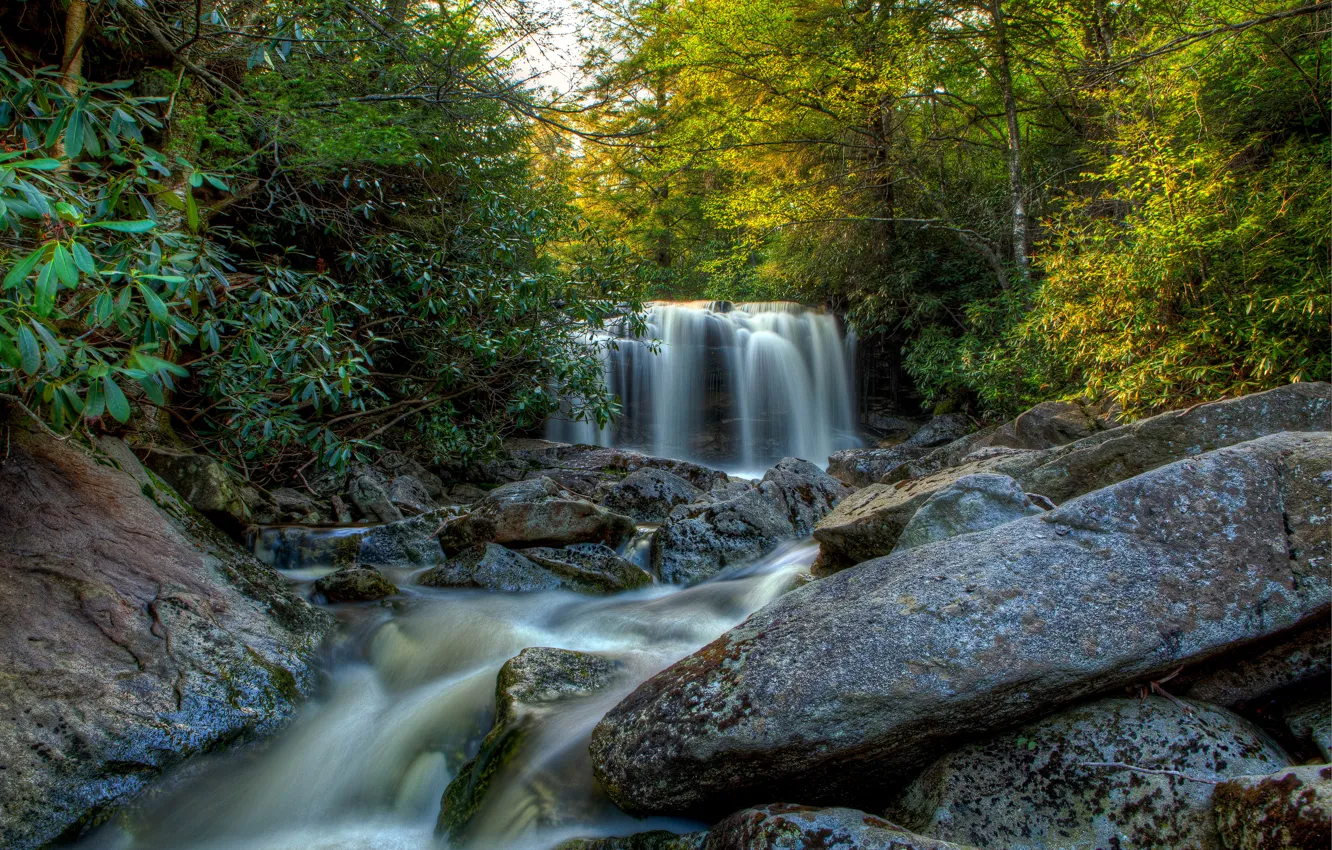 Photo wallpaper forest, trees, stream, stones, waterfall, USA, Elakala Falls, Blackwater Falls State Park