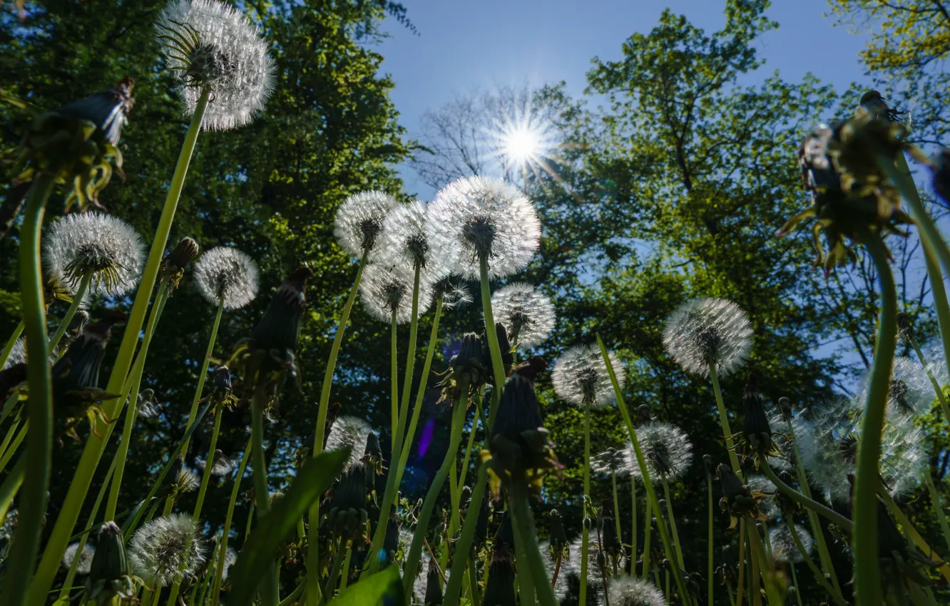 Photo wallpaper the sky, the sun, trees, flowers, glade, fluff, dandelions