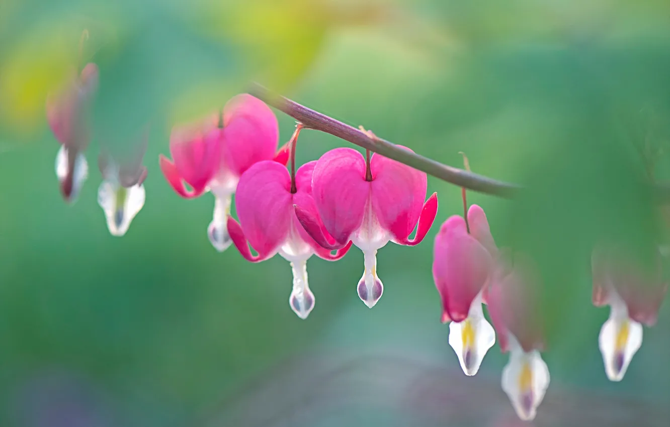 Photo wallpaper flowers, branches, blur, pink, broken heart, the bleeding heart