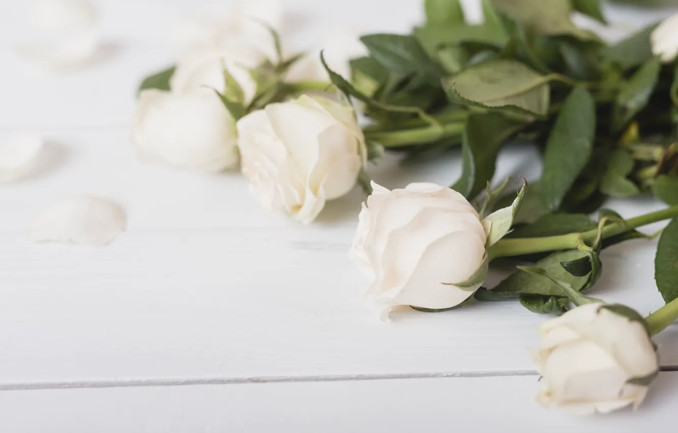 Photo wallpaper flowers, roses, petals, white, white, wood, flowers, petals