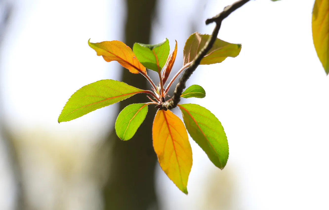 Photo wallpaper spring, leaf, twig
