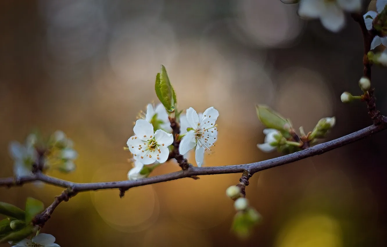 Photo wallpaper flowers, branches, spring, drain