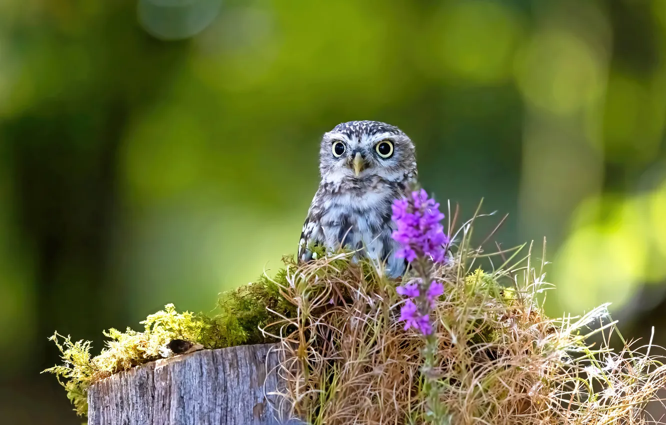Photo wallpaper grass, look, flowers, nature, pose, owl, bird, stump