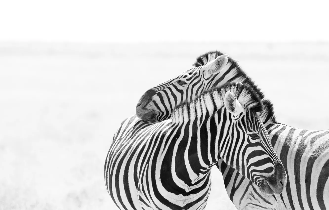 Photo wallpaper nature, background, Zebra