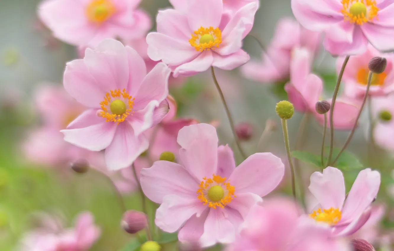 Photo wallpaper pink, anemones, dream grass