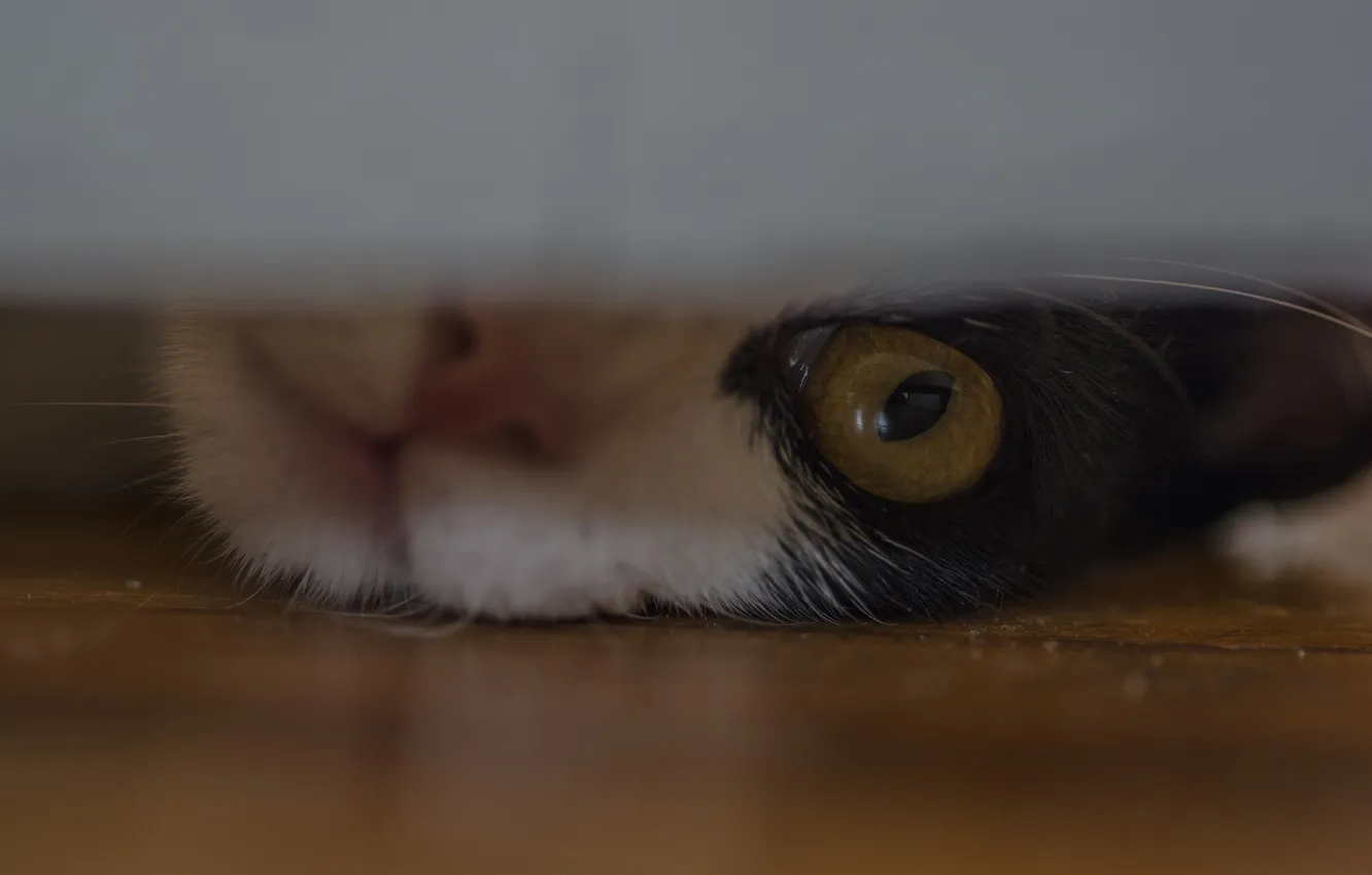 Photo wallpaper cat, Koshak, Tomcat, spying