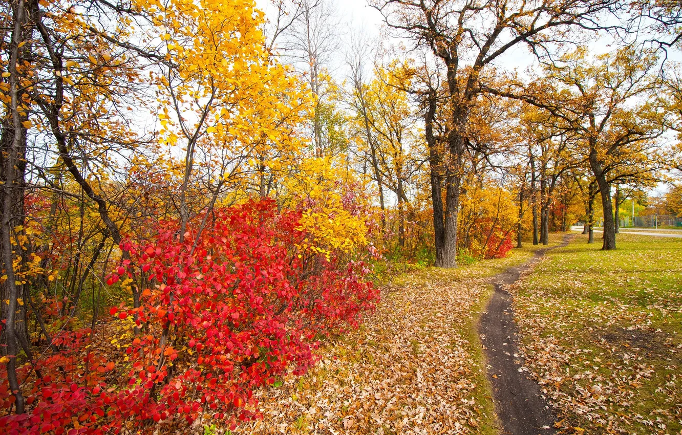 Photo wallpaper autumn, leaves, trees, Park, track, the crimson