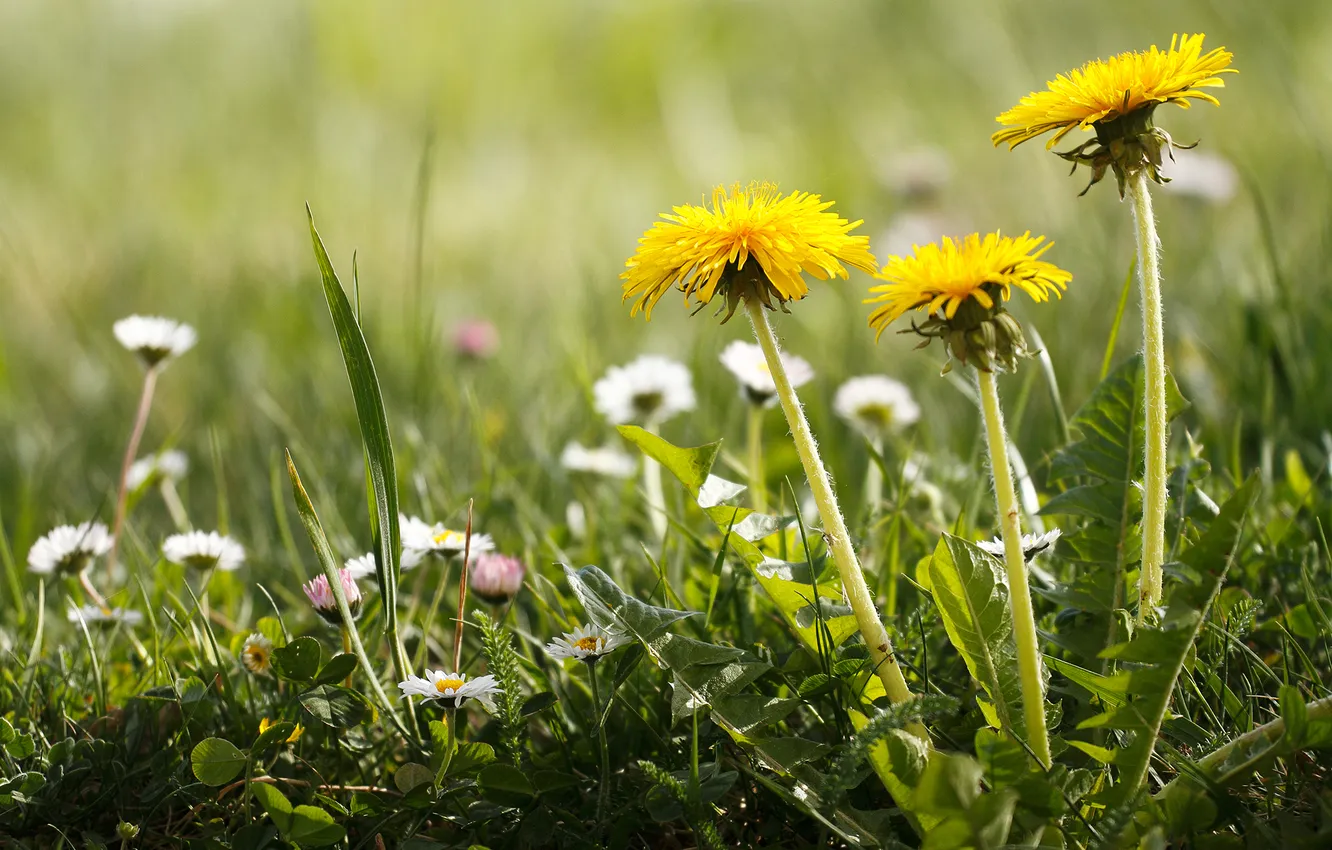 Photo wallpaper nature, weed, summer flowers