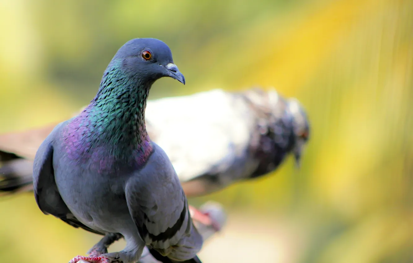 Photo wallpaper close-up, bird, pigeons