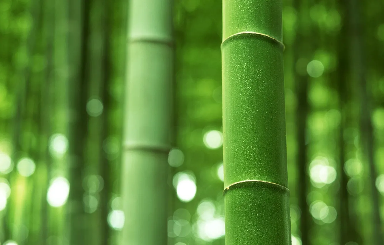 Photo wallpaper bamboo, stem, trunk, green