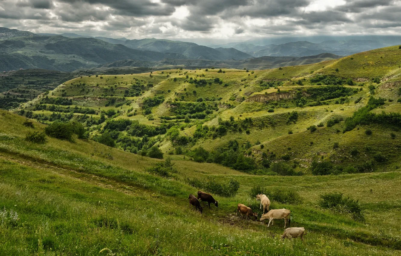 Photo wallpaper landscape, mountains, nature, cows, Russia, Dagestan