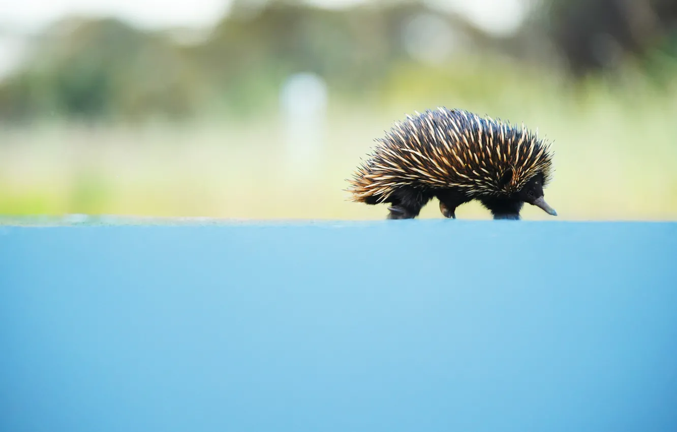 Photo wallpaper nature, walk, cub, blue background, bokeh, echidna