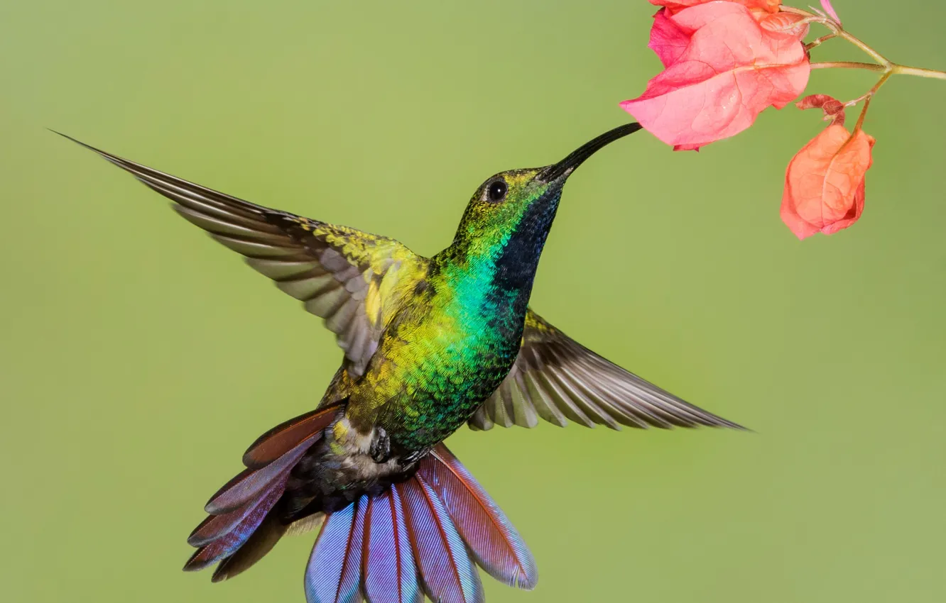 Photo wallpaper flowers, bird, wings, beak, Hummingbird-mango