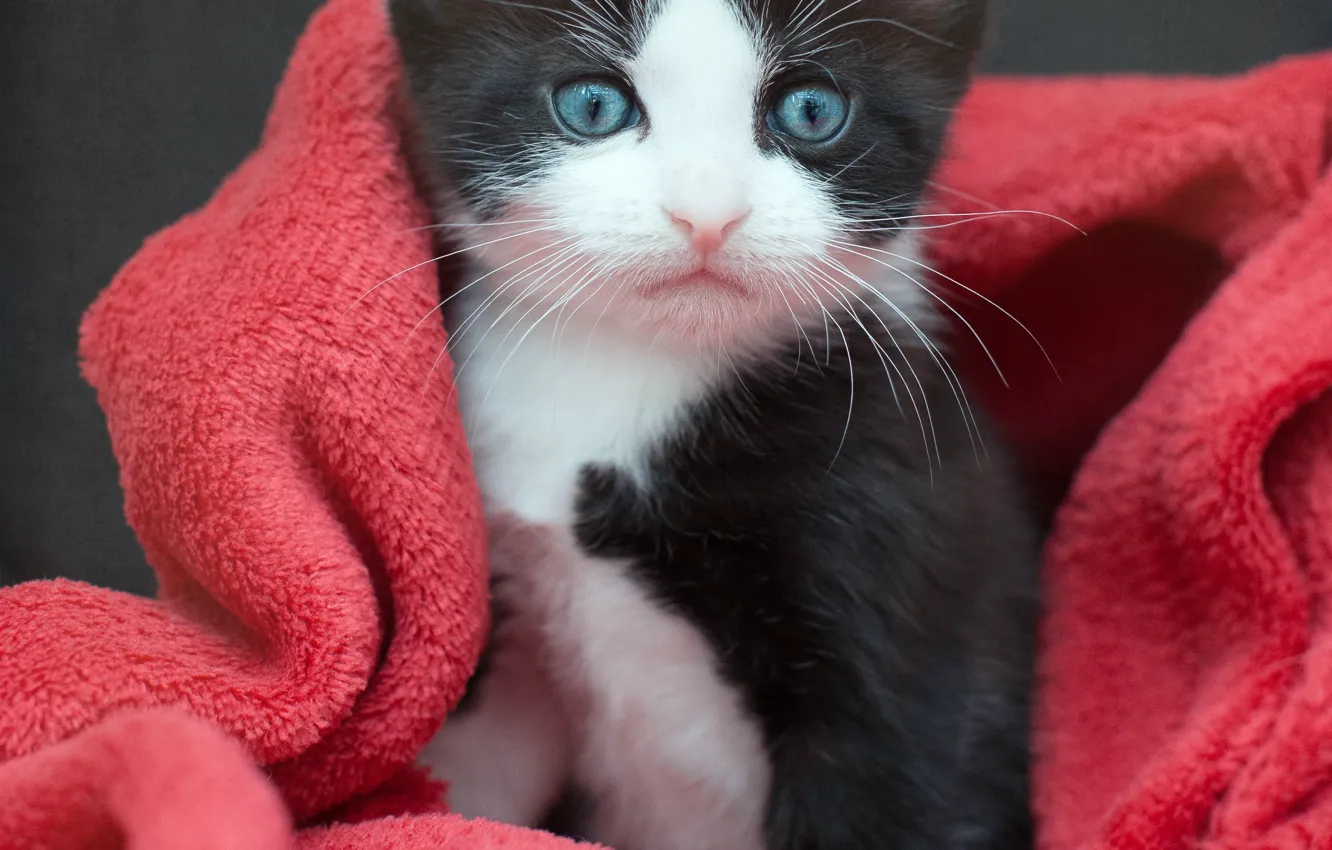 Photo wallpaper baby, plaid, kitty