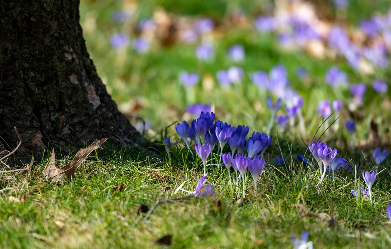Photo wallpaper grass, tree, glade, spring, crocuses, blue, lilac