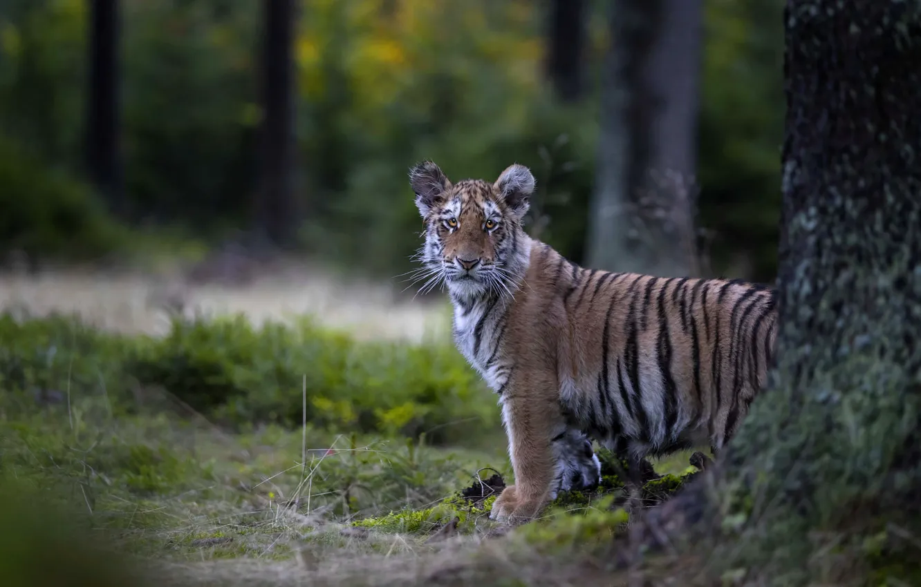 Photo wallpaper forest, look, trees, tiger, tiger