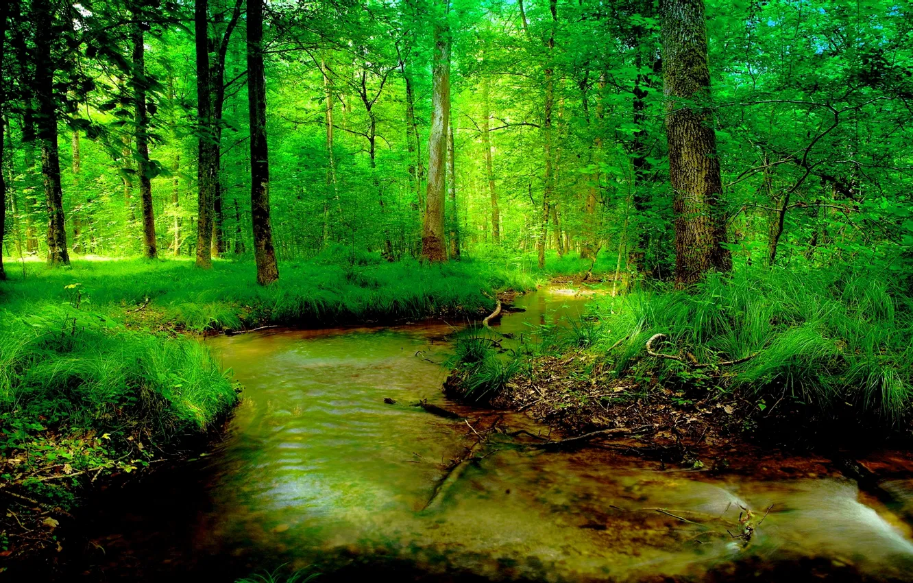 Photo wallpaper greens, forest, summer, stream