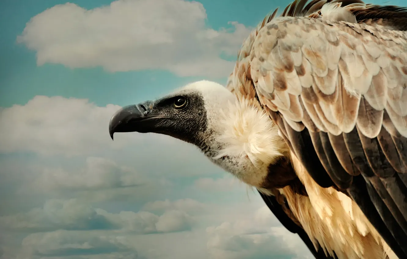 Photo wallpaper clouds, beak, flight, eagle