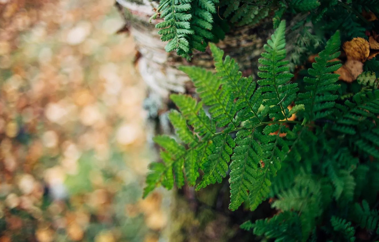 Photo wallpaper leaves, green, plant, fern