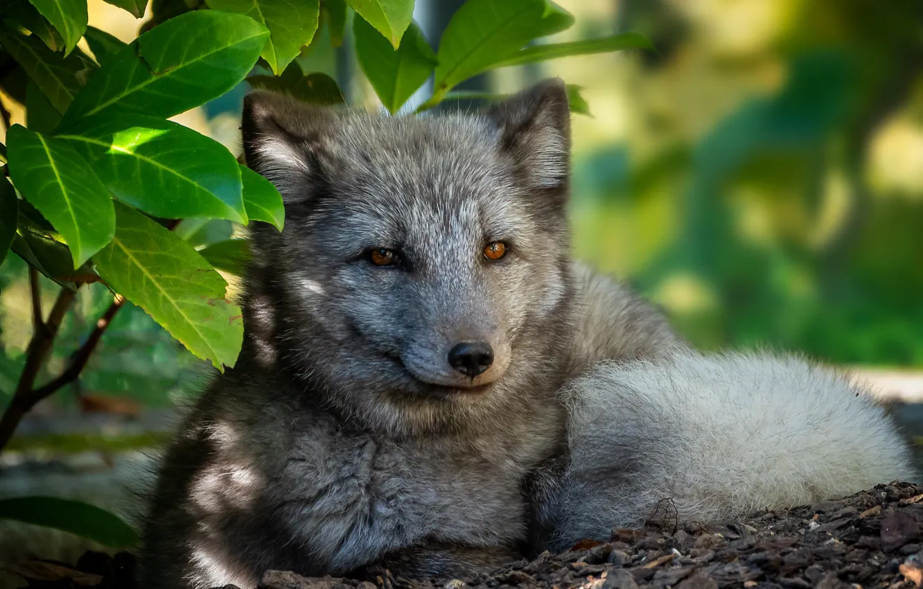 Photo wallpaper look, face, leaves, light, grey, portrait, the bushes, Fox