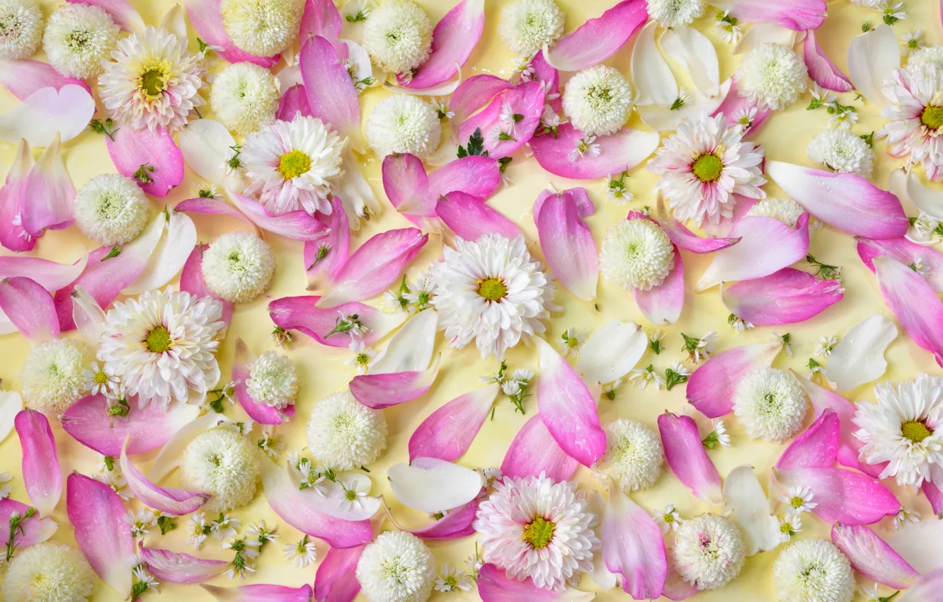 Photo wallpaper flowers, petals, pink, white, white, chrysanthemum, pink, flowers