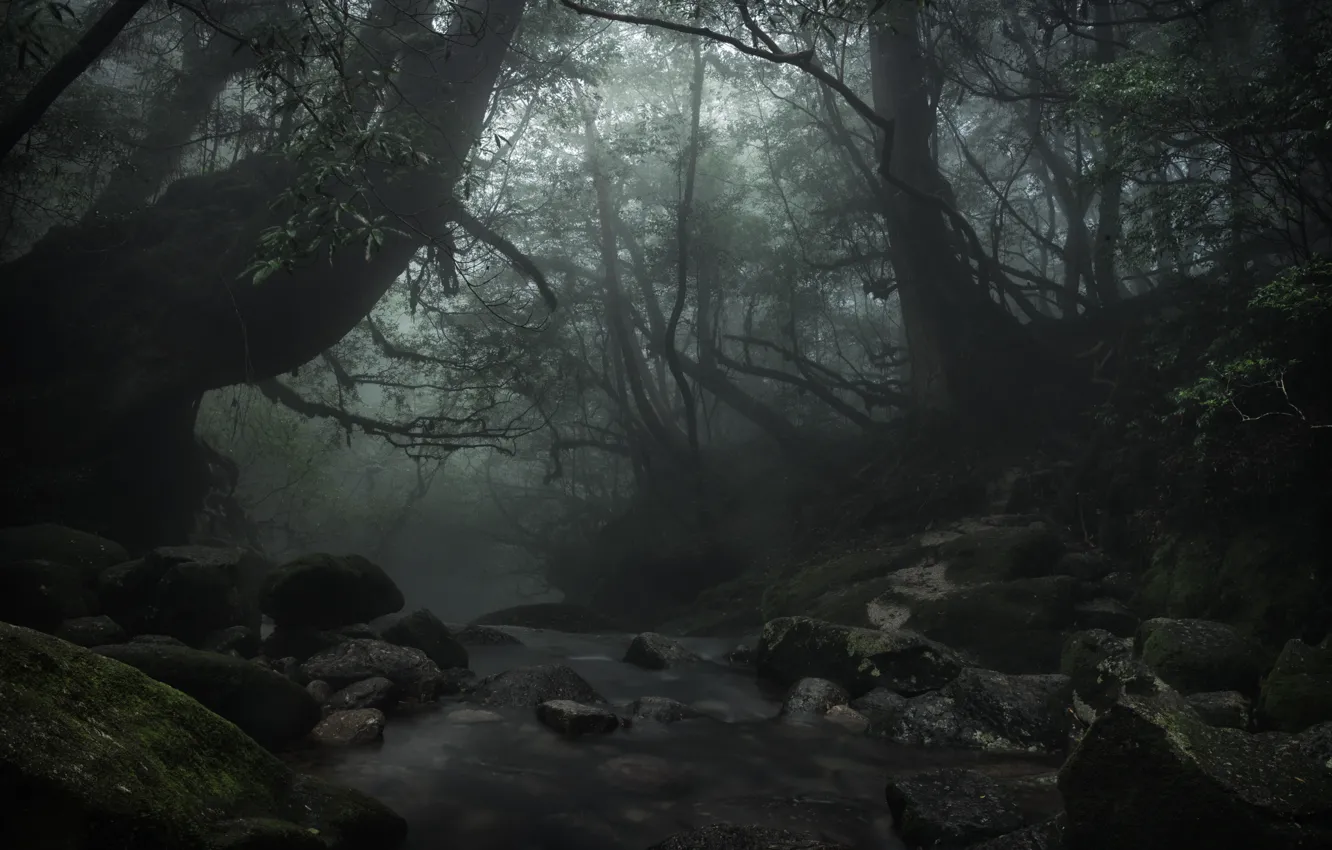 Photo wallpaper forest, trees, nature, stream, stones, Japan, Japan, Yakushima