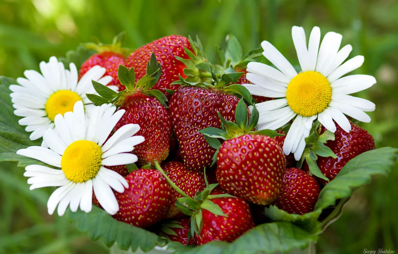 Photo wallpaper berries, food, chamomile, strawberry