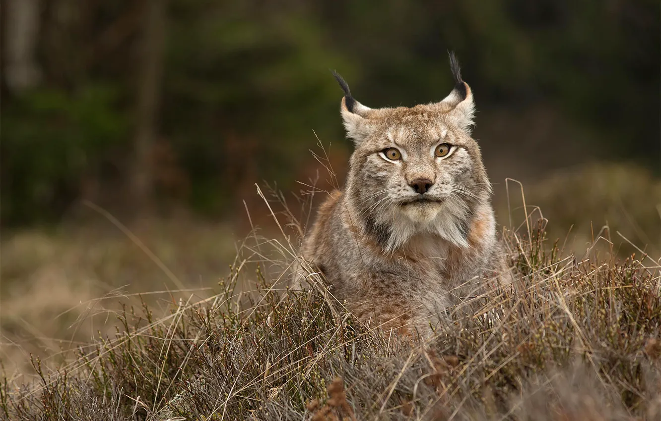Photo wallpaper grass, look, face, nature, animal, predator, lynx, wild cat