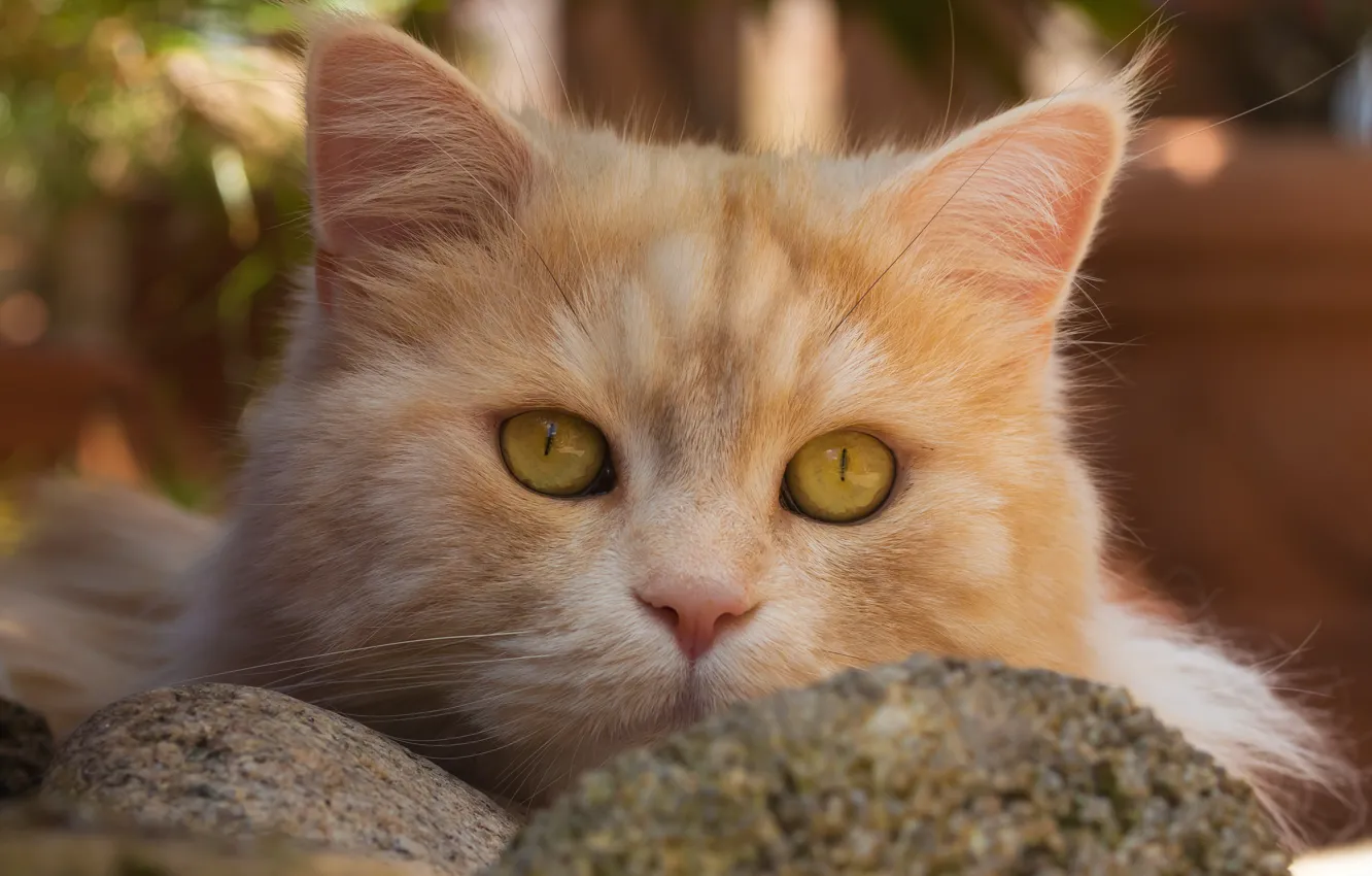 Photo wallpaper cat, look, muzzle, Kote, red cat