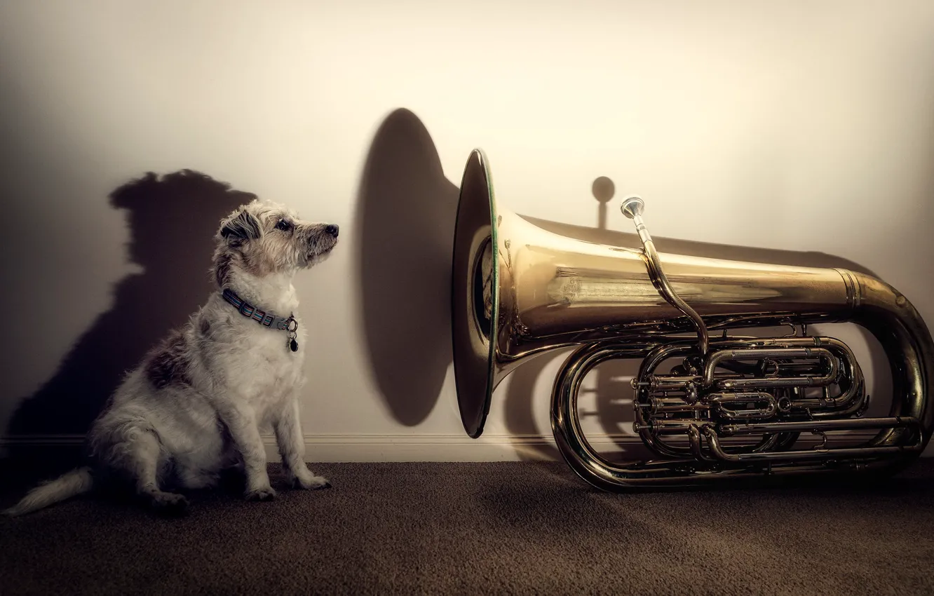 Photo wallpaper each, dog, pipe