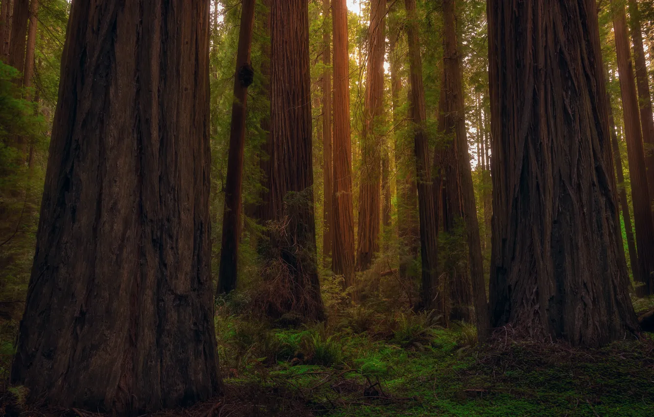 Photo wallpaper forest, trees, CA, USA, state, Sequoia, Redwood