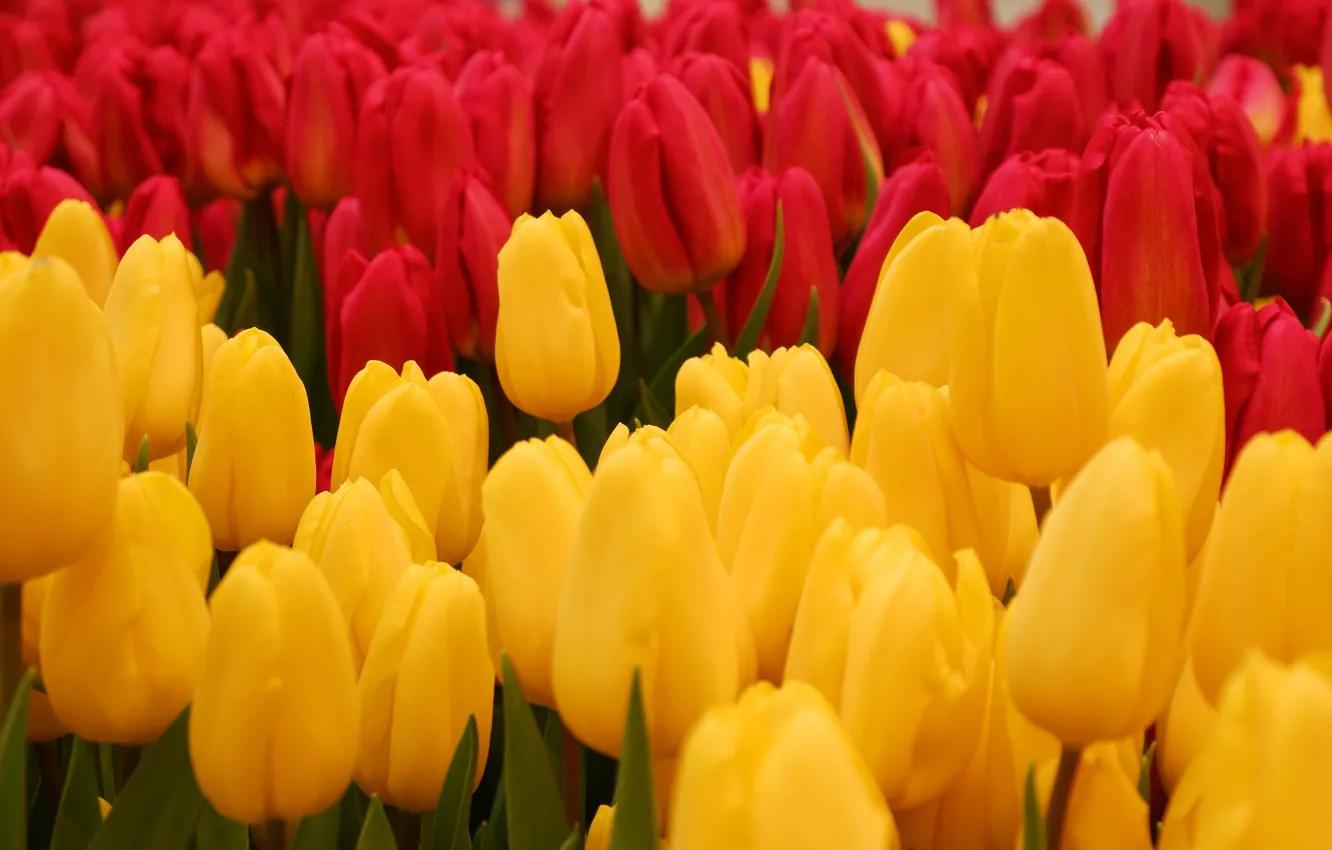 Photo wallpaper flowers, yellow, red, tulips