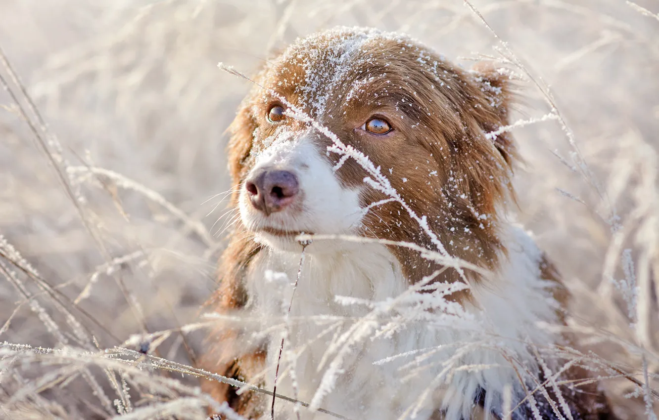 Photo wallpaper winter, frost, grass, eyes, look, snow, nature, background