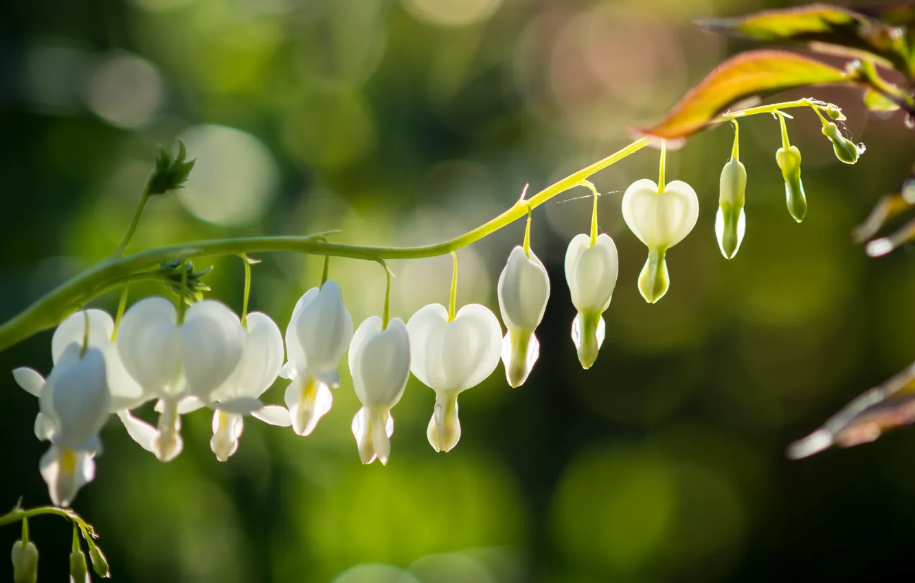 Photo wallpaper leaves, light, flowers, stem, white, bokeh, broken heart, the bleeding heart