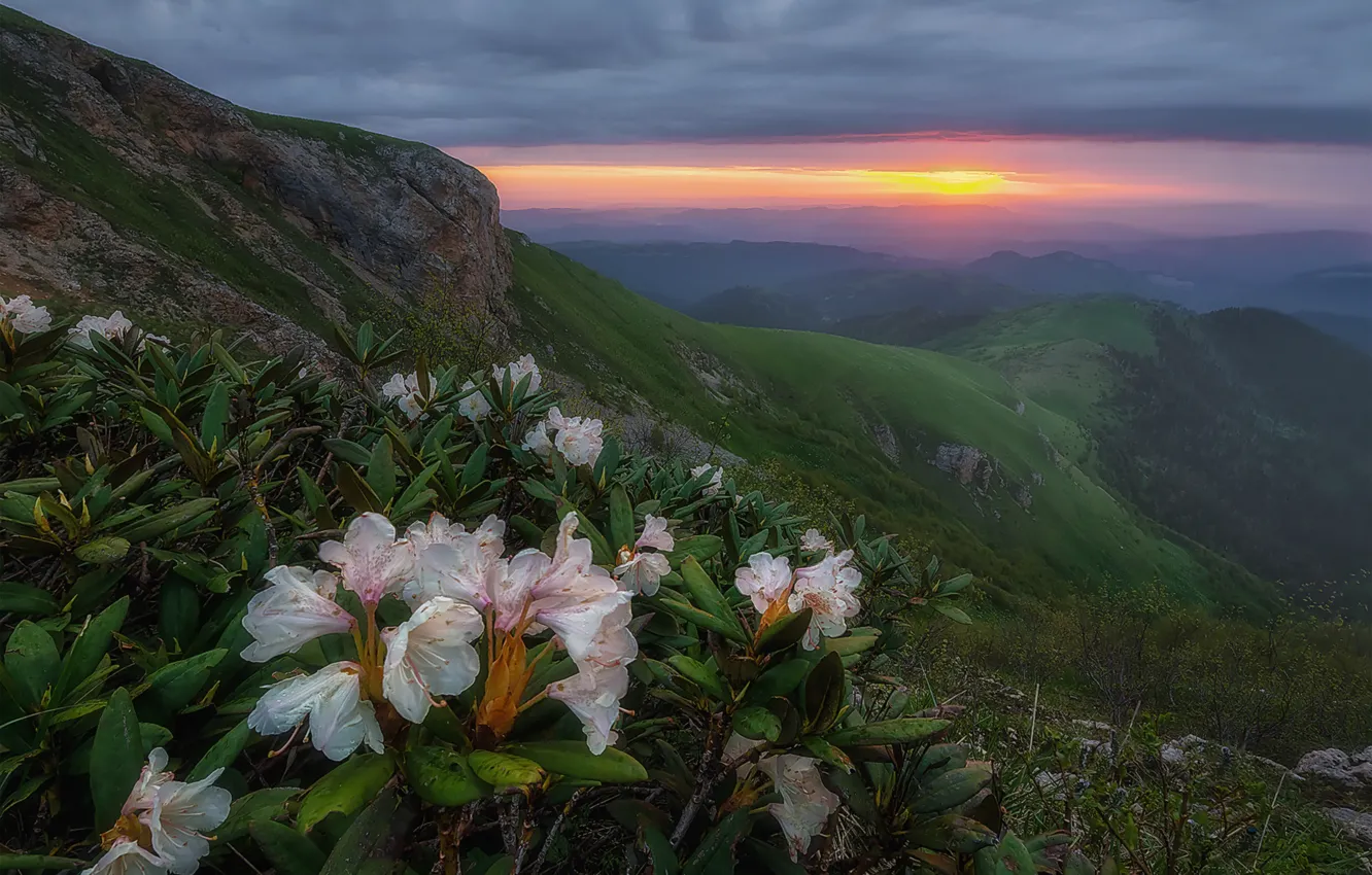 Photo wallpaper flowers, mountains, rhododendrons