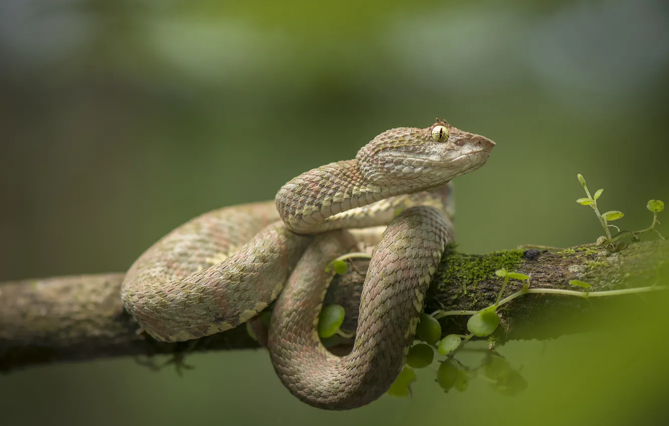Photo wallpaper snake, branch, bokeh