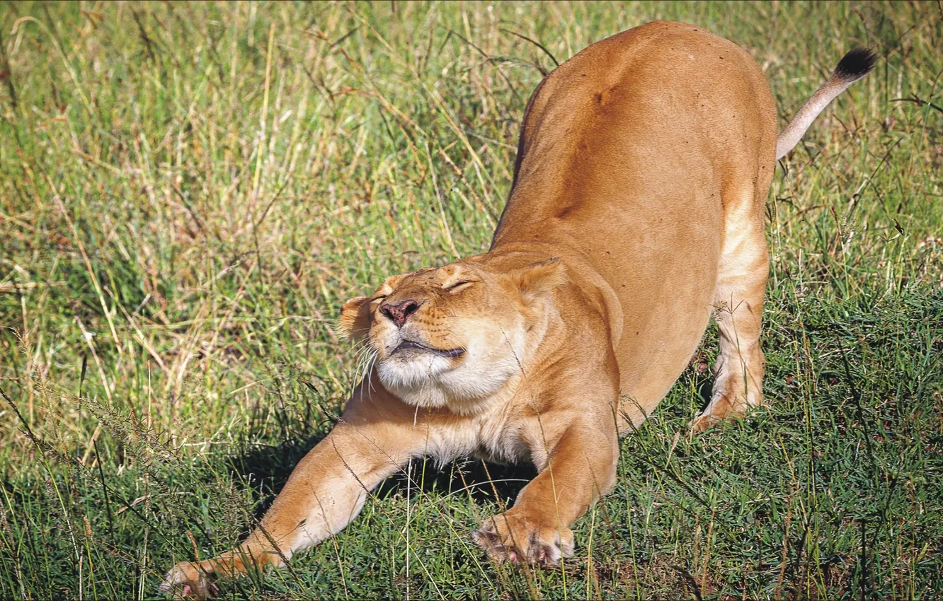 Photo wallpaper cat, animal, charging, lioness, potyagushki
