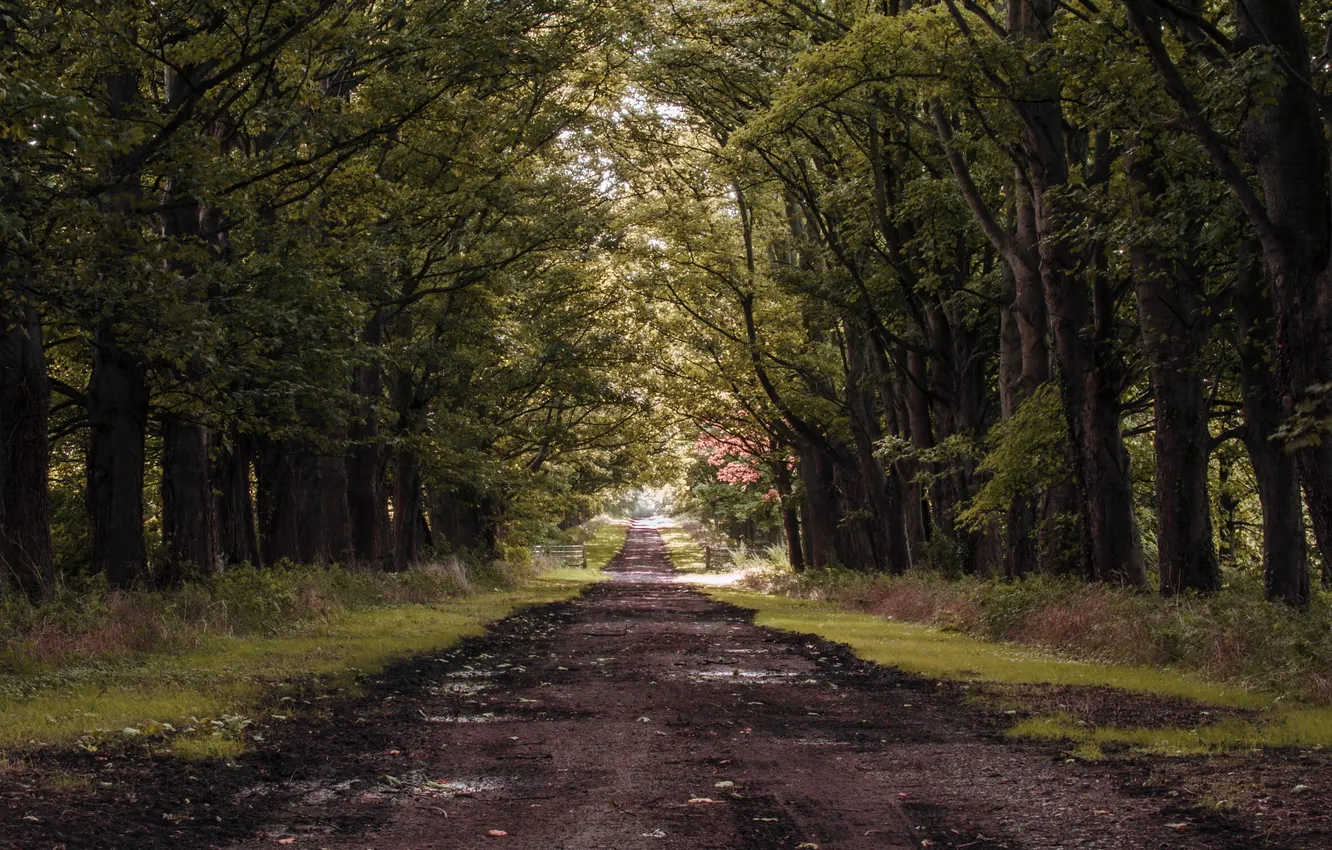 Photo wallpaper trees, nature, Park