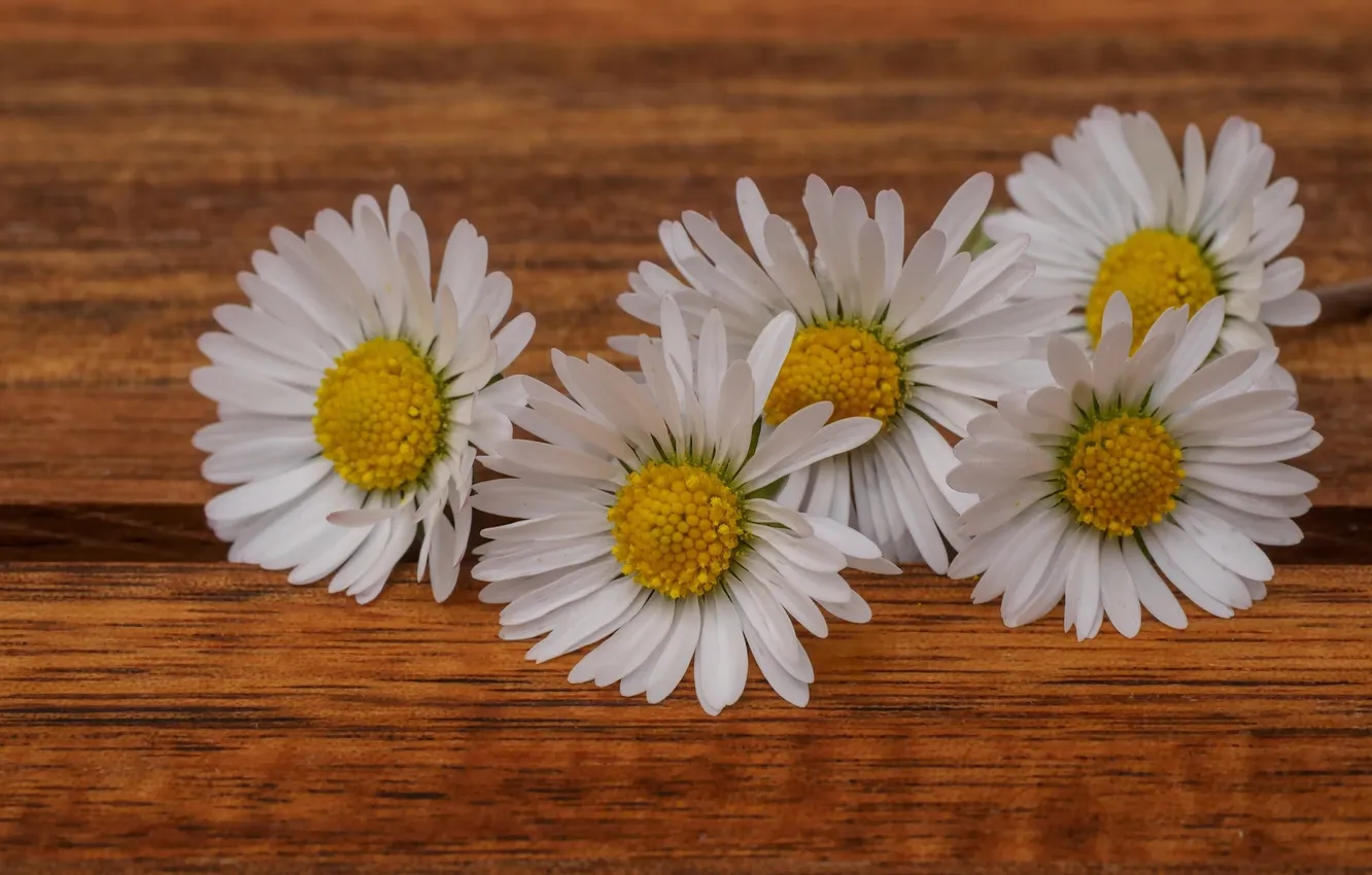Photo wallpaper macro, chamomile, petals