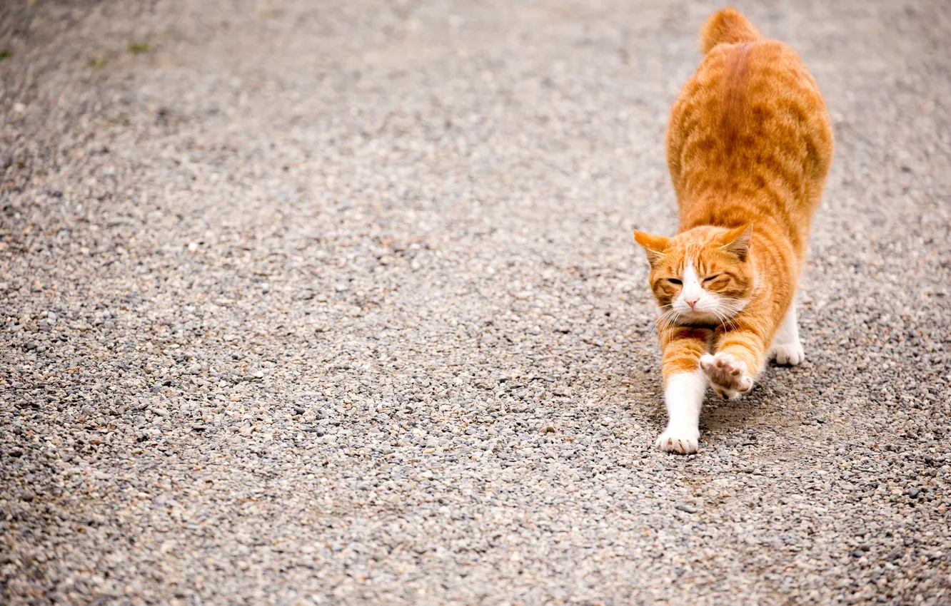Photo wallpaper cat, animal, red, pulled