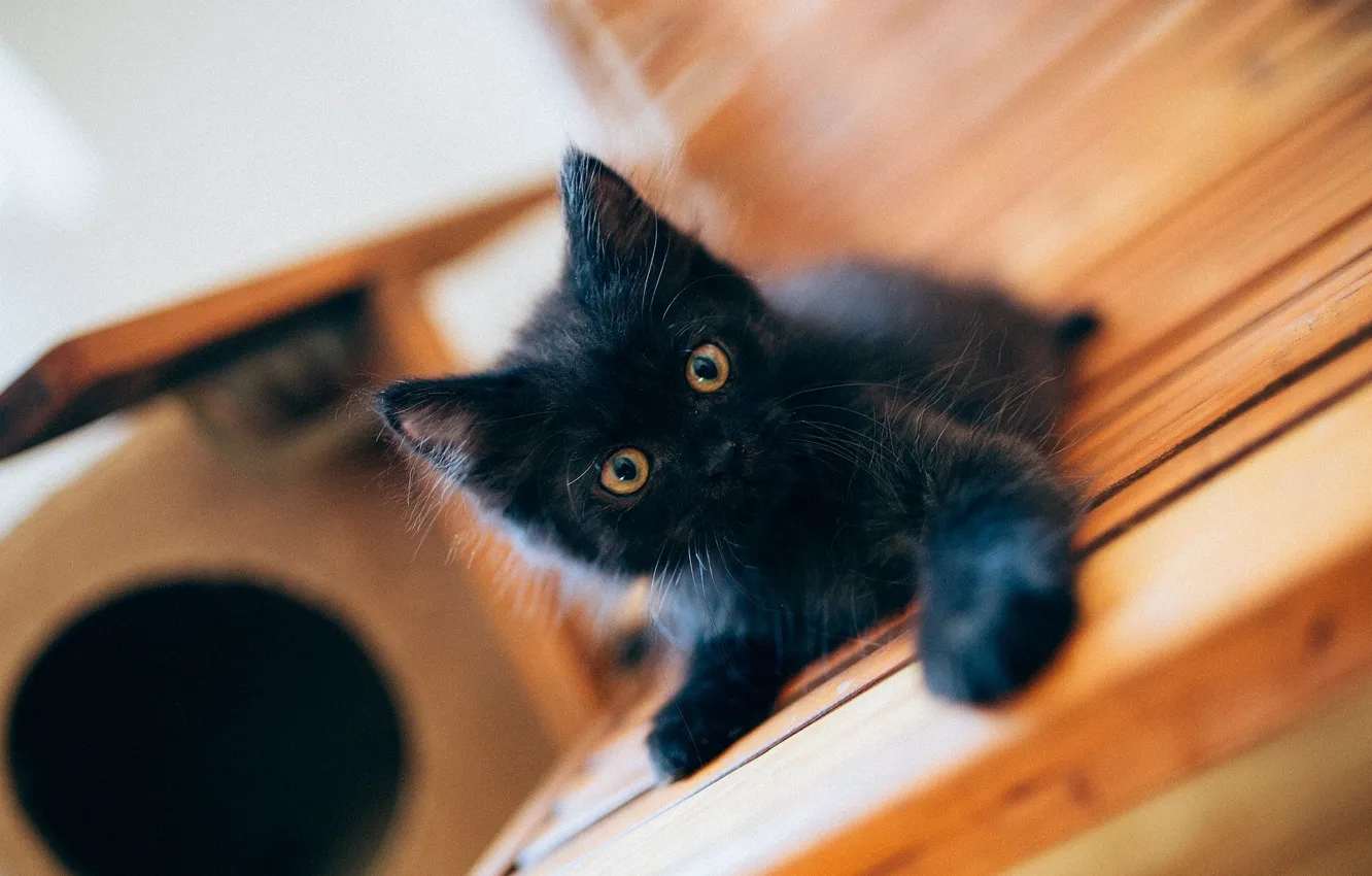 Photo wallpaper black, baby, kitty, black kitten