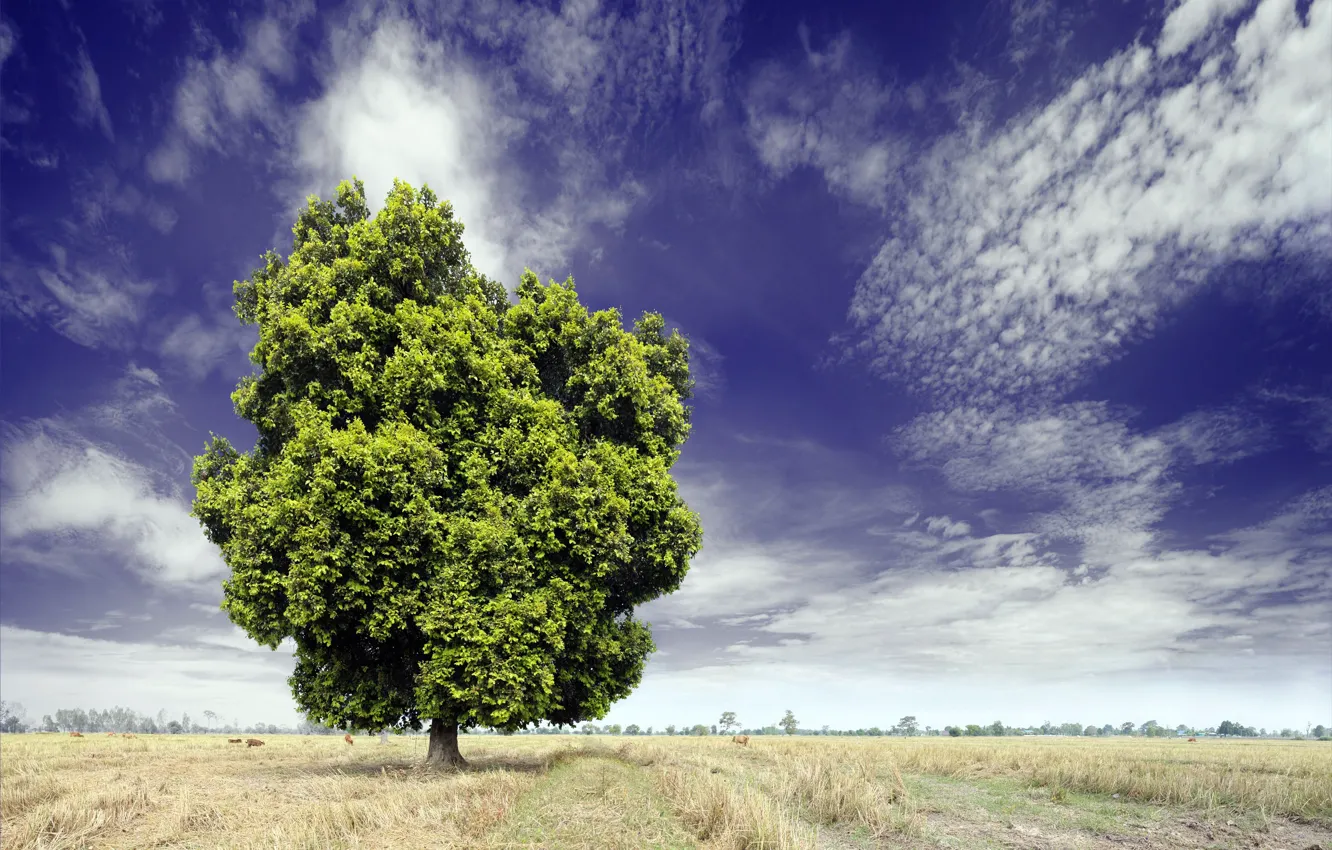 Photo wallpaper field, summer, the sky, tree