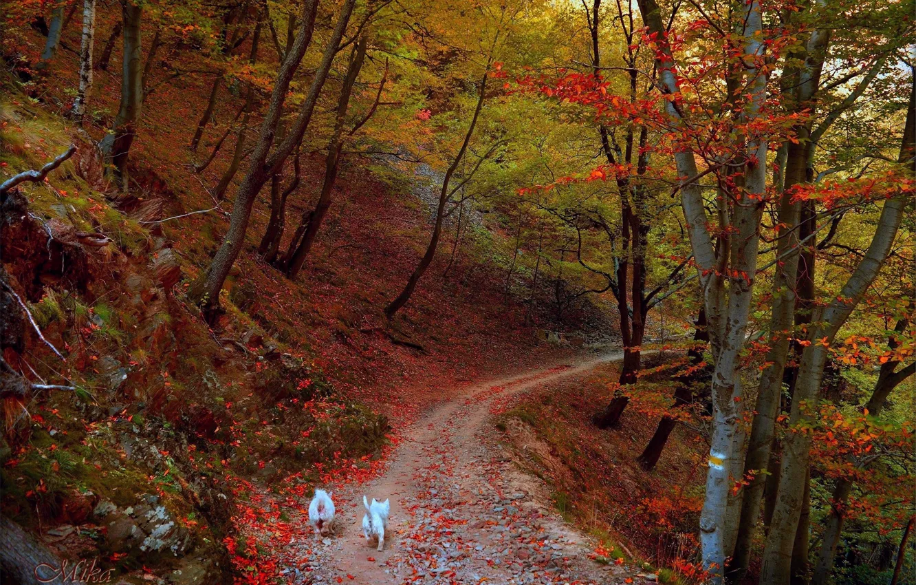 Photo wallpaper Autumn, Trees, Forest, Trail, Fall, Autumn, Dogs, Forest