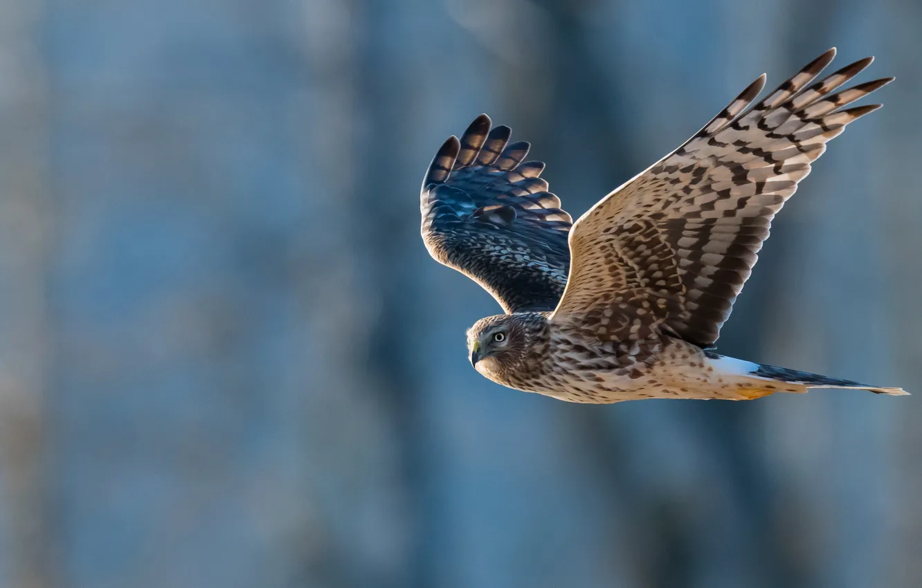 Photo wallpaper flight, bird, hawk, predatory