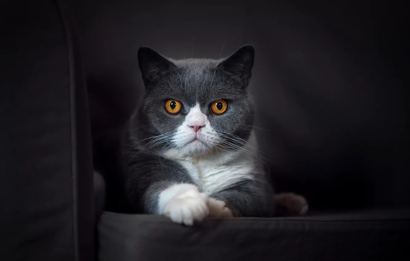 Photo wallpaper cat, look, background