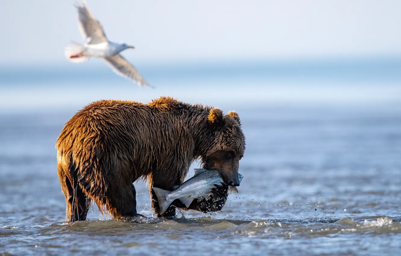 Photo wallpaper fishing, fish, bear, hunting